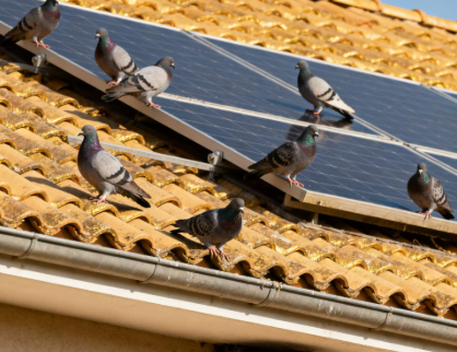 Birds Nest Control Services