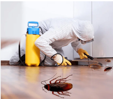 Cockroaches control services