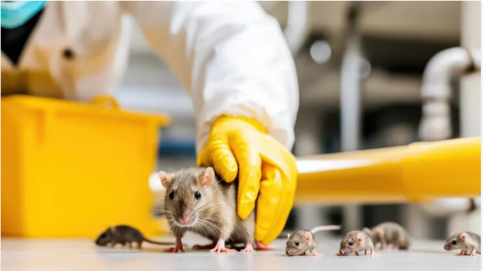 domestic rodents control services