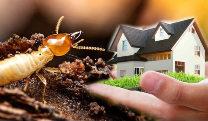 Pest Control Botley Oxford