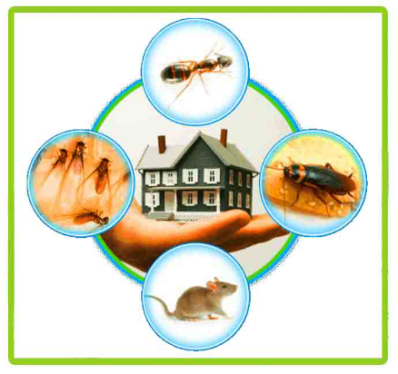 Pest Control Prices in Botley